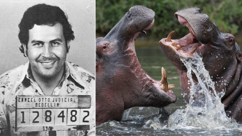 Pablo Escobar si jednoho dne zkrátka řekl, že si pořídí hrochy...